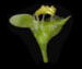Щавель конский - Rumex confertus Willd.