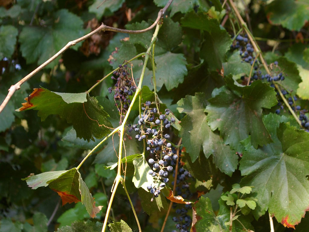 Виноград лесной - Vitis vinifera subsp. sylvestris: плоды и листья