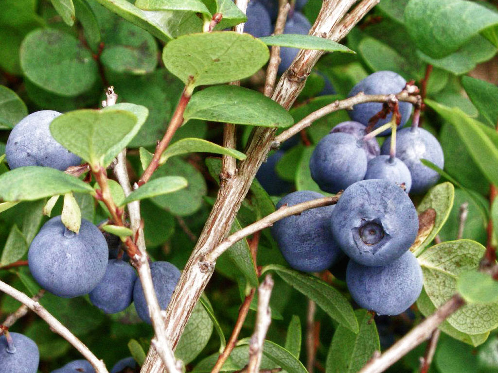Голубика обыкновенная - Vaccinium uliginosum: плоды и листья