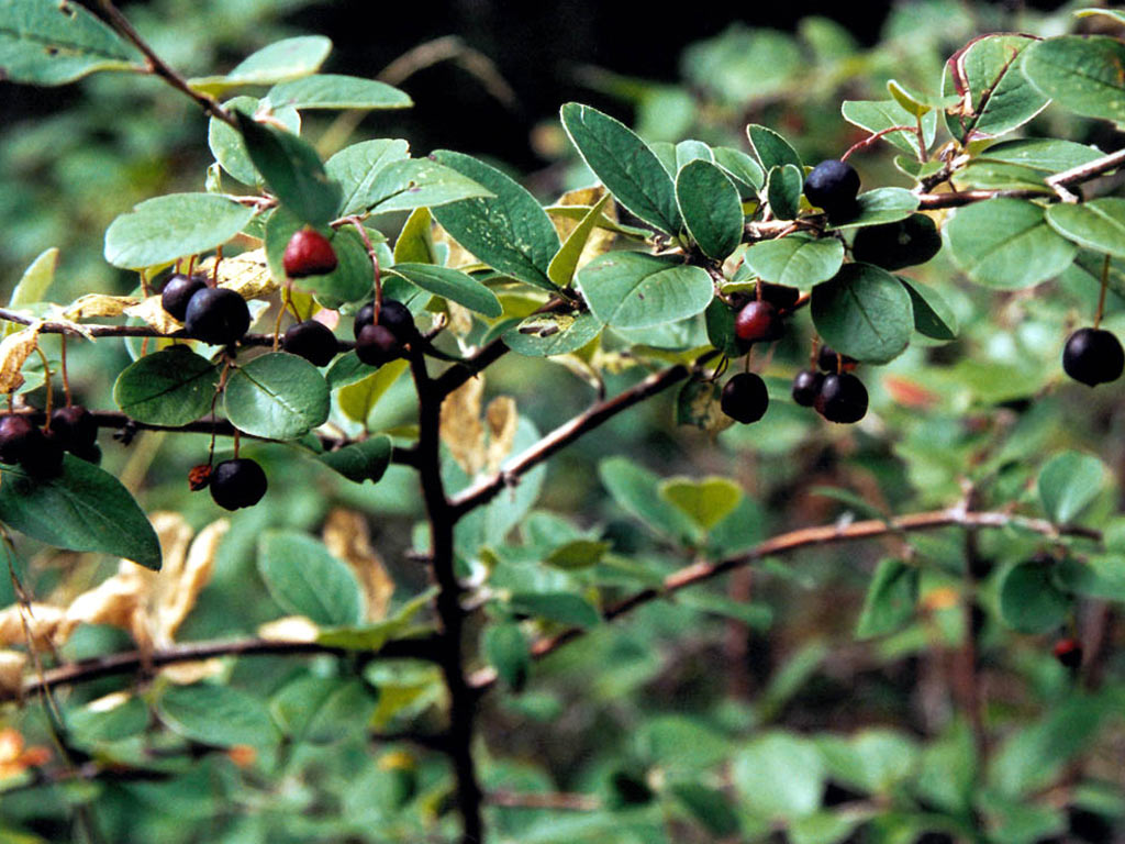Кизильник черноплодный - Cotoneaster melanocarpus: плоды и листья