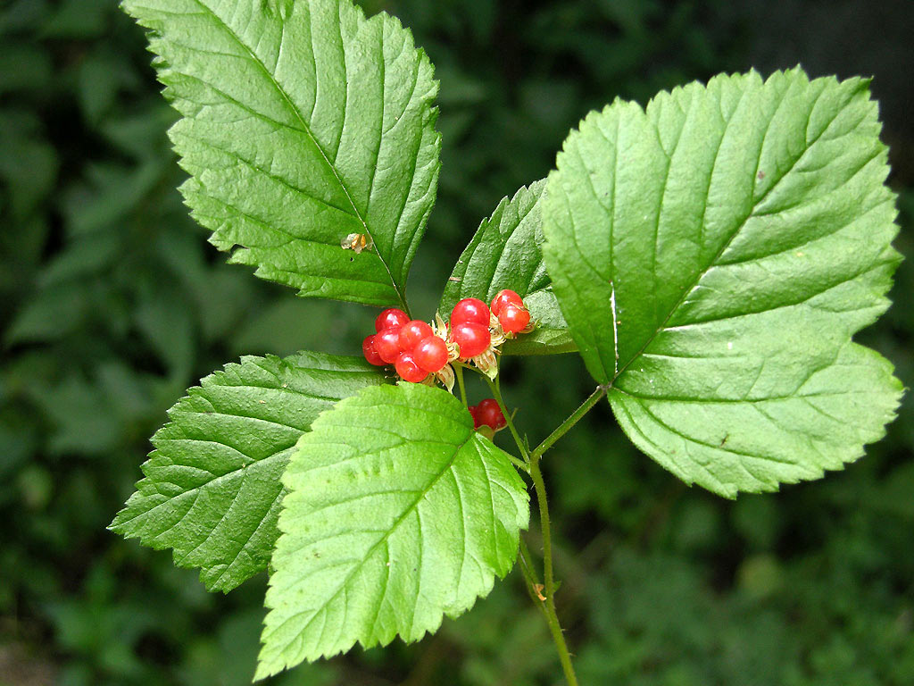 Костяника - Rubus saxatilis: плоды и листья