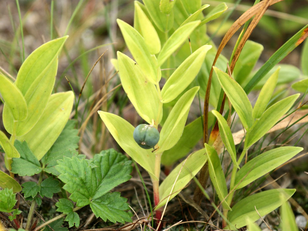 Купена приземистая - Polygonatum humile: плоды и листья
