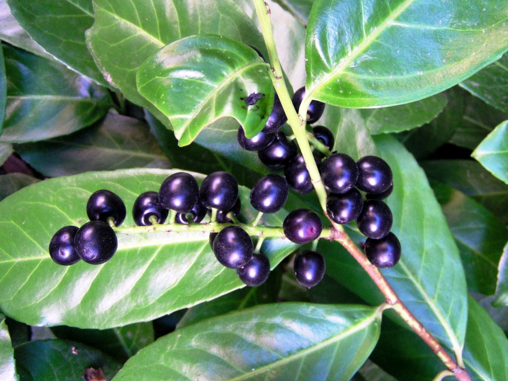 Лавровишня обыкновенная - Prunus laurocerasus: плоды и листья