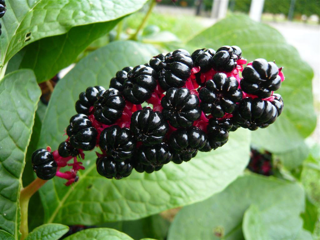 Лаконос ягодный - Phytolacca acinosa: плоды и листья