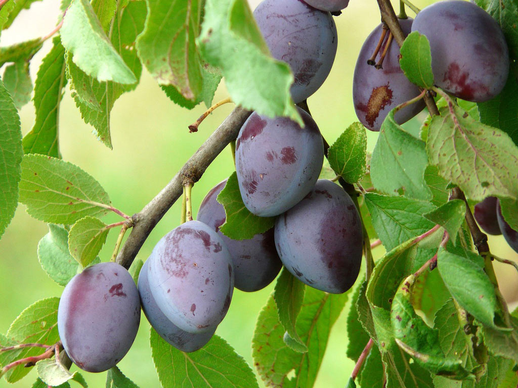 Слива домашняя - Prunus domestica: плоды и листья