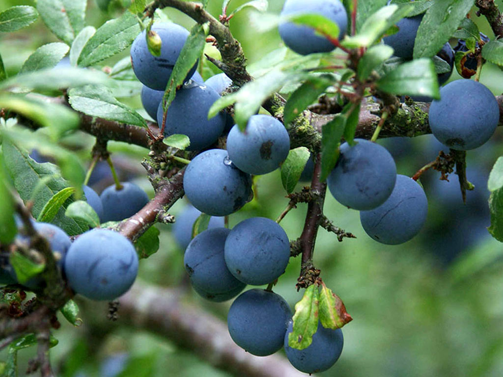 Слива колючая - Prunus spinosa: плоды и листья