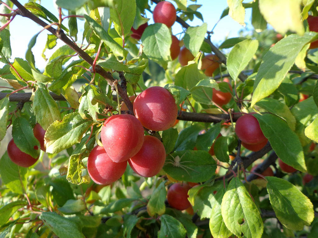 Слива растопыренная - Prunus cerasifera: плоды и листья