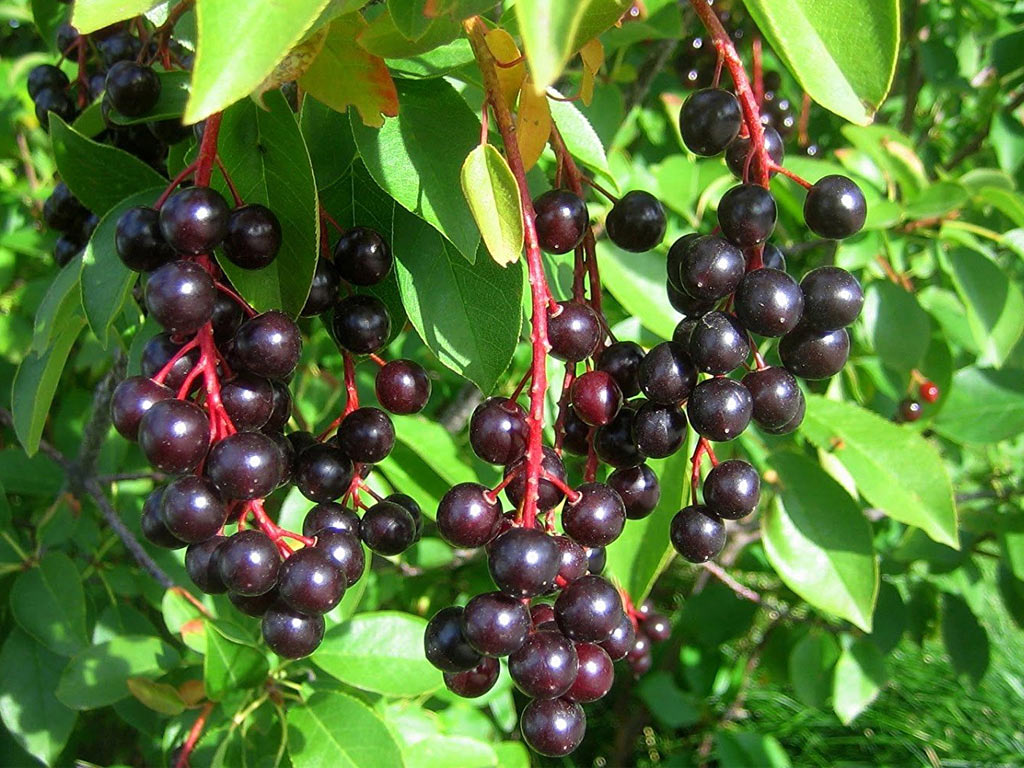 Черёмуха виргинская - Prunus virginiana: плоды и листья