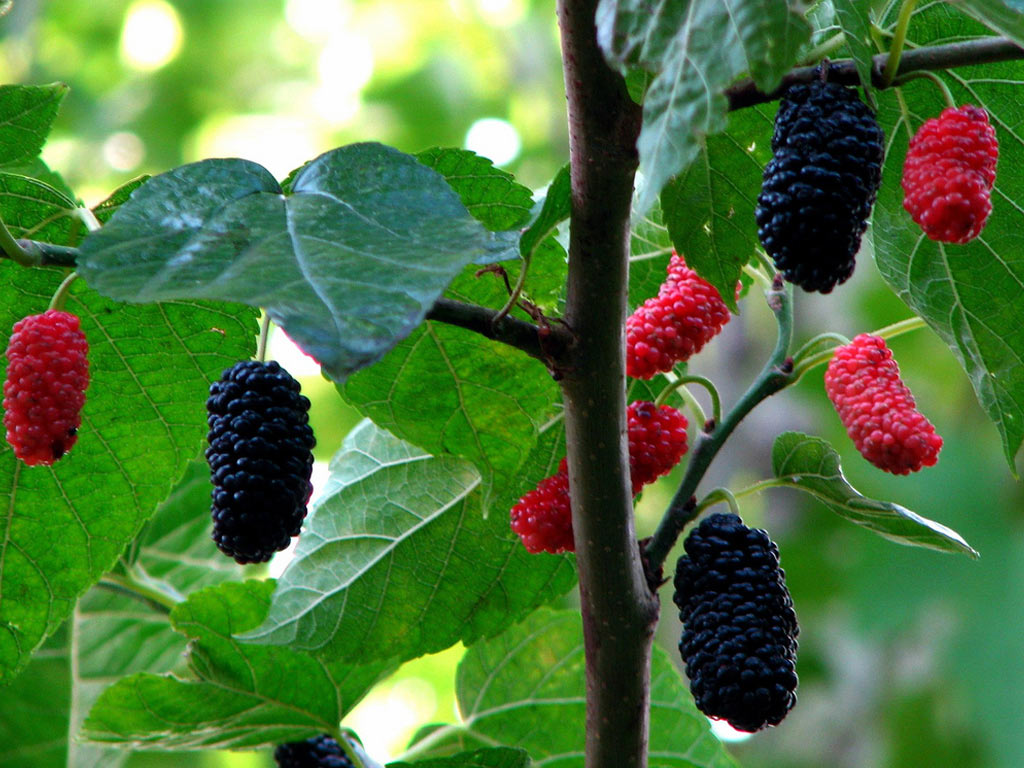 Шелковица чёрная - Morus nigra: плоды и листья