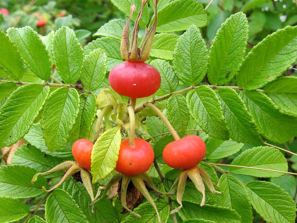 Шиповник майский - Rosa majalis: плоды и листья