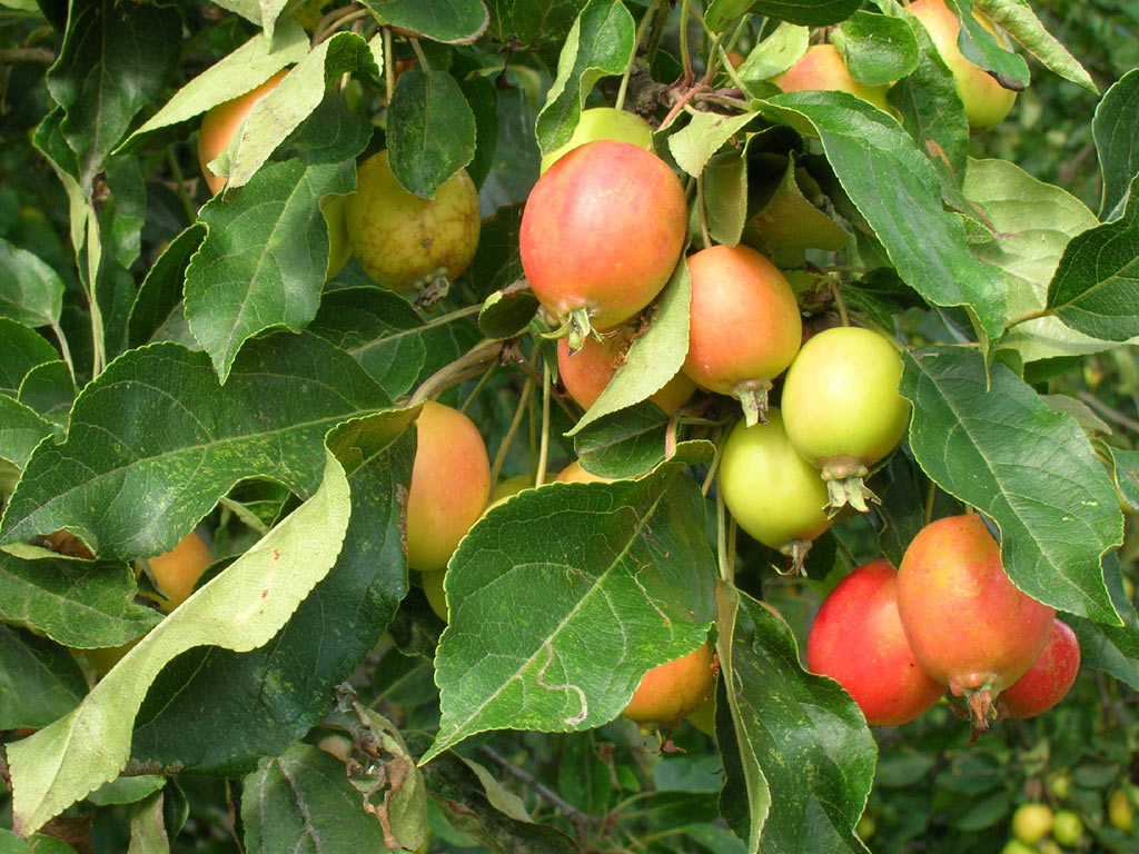 Яблоня лесная - Malus sylvestris: плоды и листья