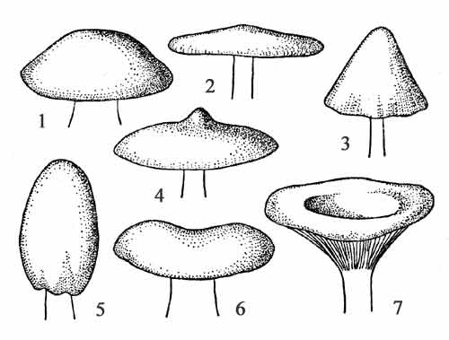 Форма шляпки у агариковых грибов