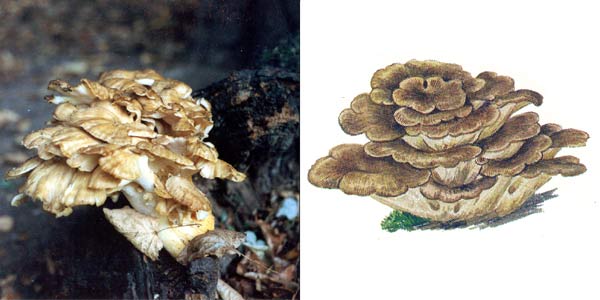 Грифола курчавая, или гриб-баран
- Grifola frondosa (Fr.) S. F. Gray.