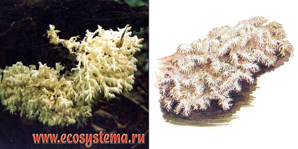 Ежовик коралловидный, или
гериций коралловидный, или гериций ветвистый,
или гериций коралловый, или гериций
решетчатовидный - Hericium coralloides (Fr.) S. F. Gray., или
Hericium clathroides