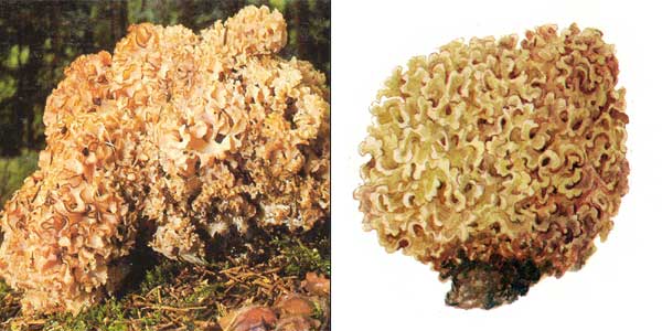 Спарассис курчавый, или грибная
капуста, или гриб-баран, или грибное счастье - Sparassis
crispa (Fr.) Fr., или Clavaria crispa, или Manina crispa, или Masseeola
crispa, или Sparassis radicata
