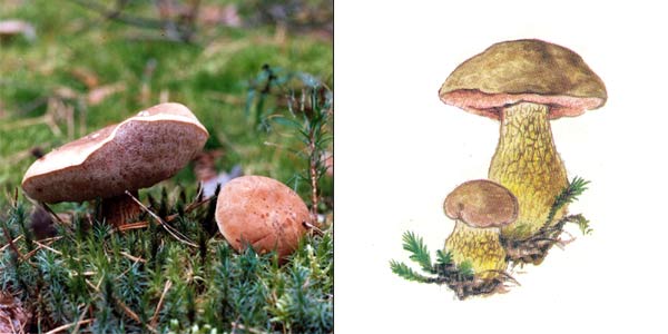 Желчный гриб, или горчак, или
ложный белый гриб, или горькушка - Tylopilus felleus (Fr.)
Karsn.