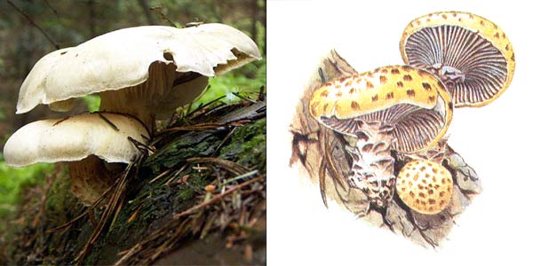 Пилолистник чешуйчатый, или
шпальный гриб - Lentinus lepideus (Fr.) Fr., или Lentinus
squamosus Quel.