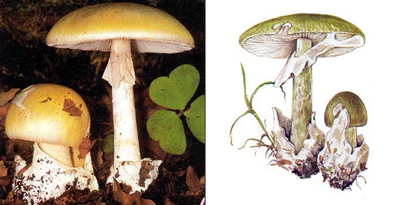 Бледная поганка, или бледная
поганка зеленая, или мухомор зеленый - Amanita
phalloides (Fr.) Secr.