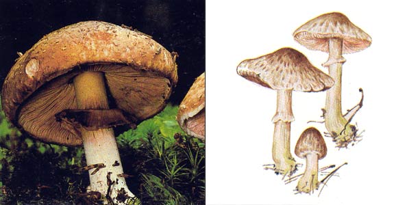 Шампиньон лесной, или благуша,
или благушка - Agaricus silvaticus Secr.