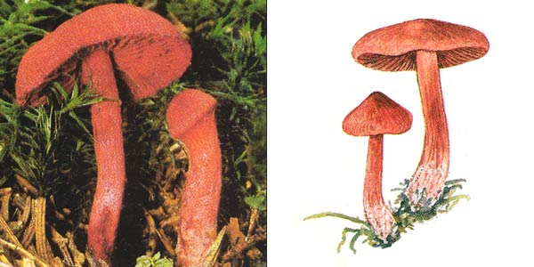 Паутинник кроваво-красный - Cortinarius
sanguineus (Fr.) Fr., или Dermocybe sanguinea (Fr.) Wunsche