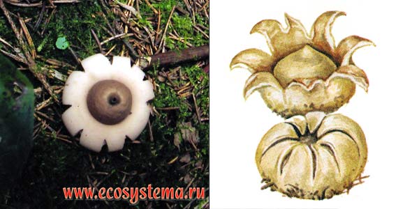 Геаструм бахромчатый, или
звездовик бахромчатый, или звездовик сидячий - Geastrum
fimbriatum Fr.