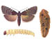 Листовертка еловая шишковая - Laspeyresia strobilella 