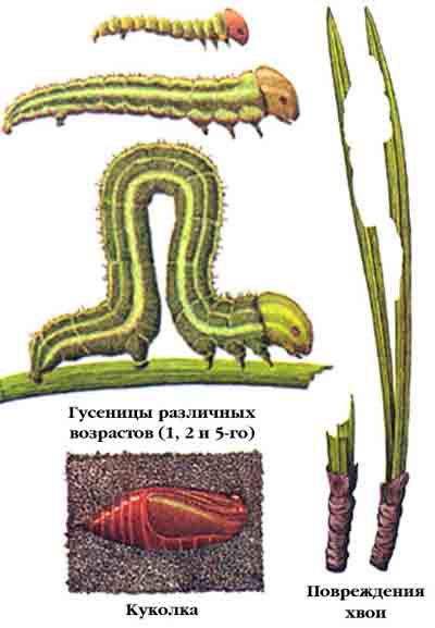 Пяденица сосновая — Bupalus piniarius (L.)