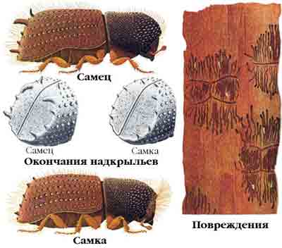 Короед восточный крючкозубый — Pityokteines curvidens (Germ.)
