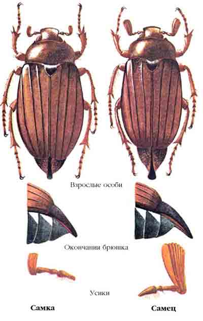 Хрущ восточный майский — Melolontha hippocastani F.