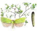 Листовертка зеленая дубовая - Tortrix viridana 