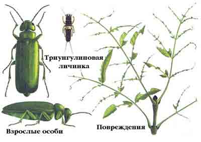 Шпанка ясеневая — Lytta vesicatoria (L.)
