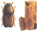 Заболонник струйчатый - Scolytus multistriatus 