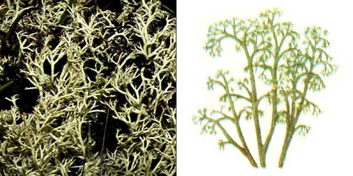 Кладония лесная — Cladonia sylvatica
