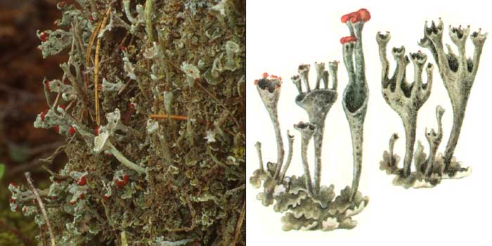 Кладония пальчатая — Cladonia digitata