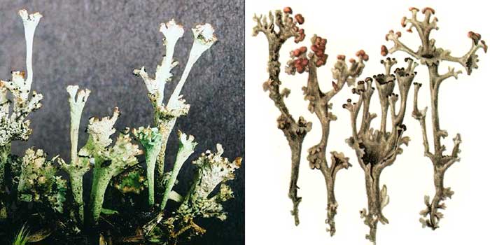 Кладония вырождающаяся — Cladonia degenerans