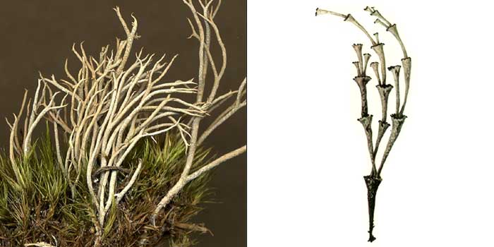 Кладония стройненькая — Cladonia gracilescens