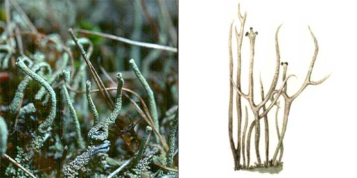 Кладония рогатолучистая — Cladonia cornutoradiata