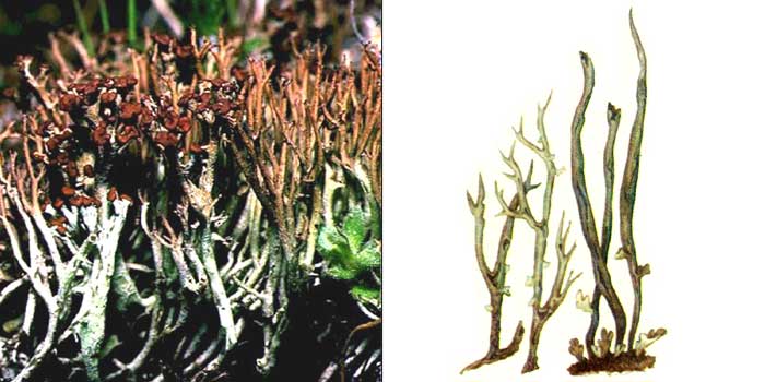Кладония вильчатая — Cladonia furcata
