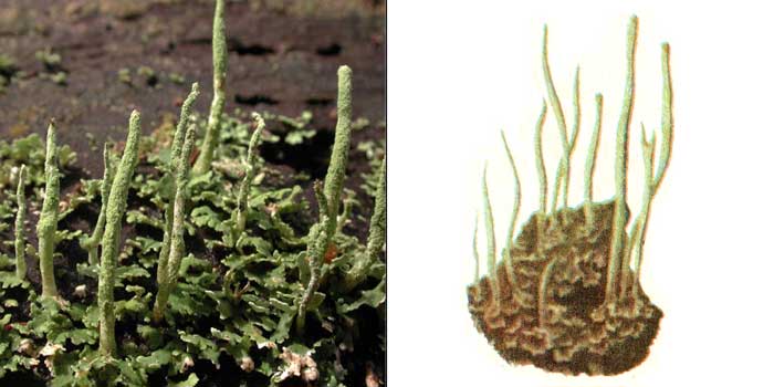 Кладония шишконосная — Cladonia coniocraea