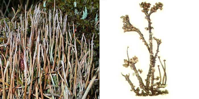 Кладония рогатая — Cladonia ceraspora