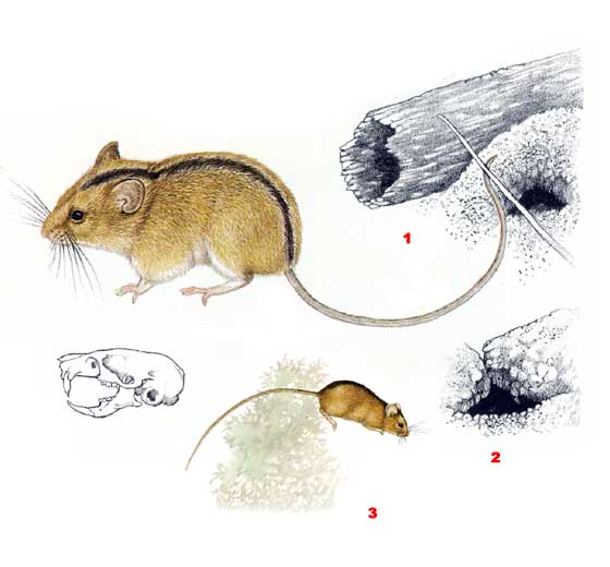 Степная мышовка - Sicista subtilis