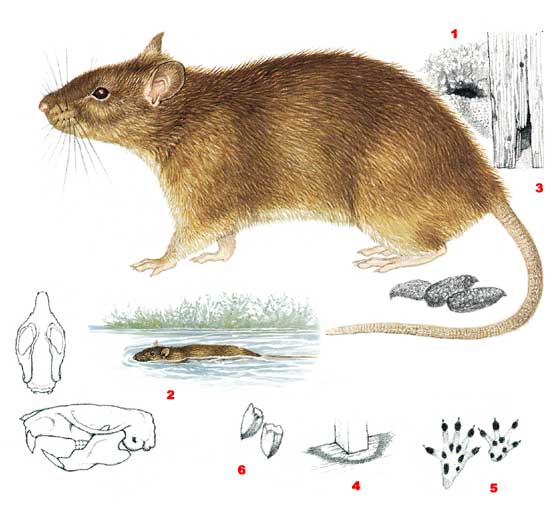 Почему крыса: причины, связанные с экологией и поведением