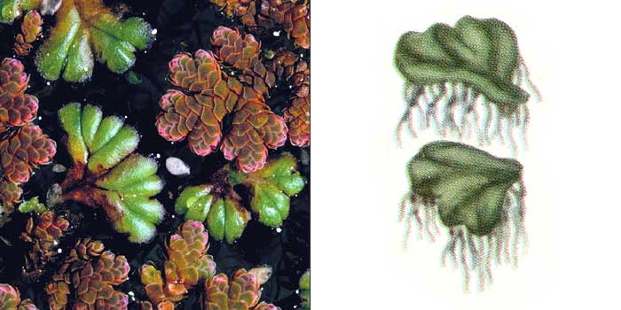 Риччиокарп, или риччиокарпус
плавающий — Ricciocarpus natans