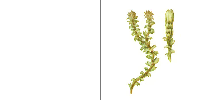 Лофозия пурпурно-белая — Lophozia
porphyroleuca