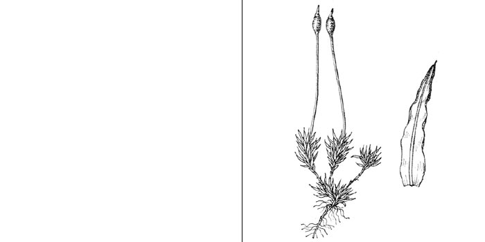 Трихостом, или трихостомум
кудреватый — Тrichostomum crispulum