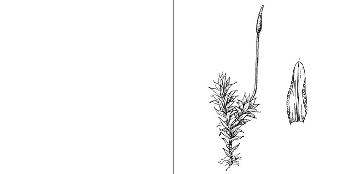 Барбула полудюймовая — Вarbula unguiculata