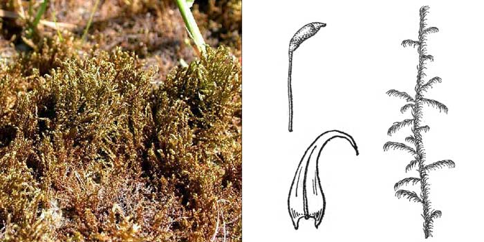 Дрепаноклад, или дрепанокладус
крючковато-изогнутый — Drepanocladus aduncus