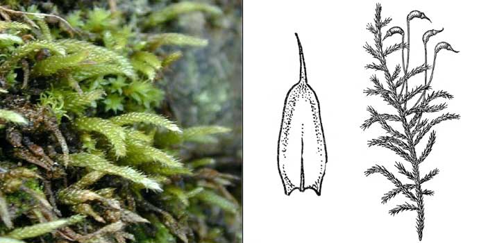 Циррифилл, или циррифиллум
волосконосный — Cirriphyllum piliferum