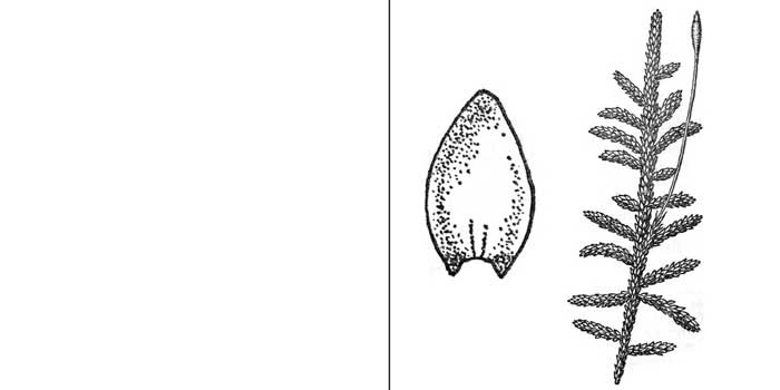 Энтодон прямоплодный — Entodon orthocarpus