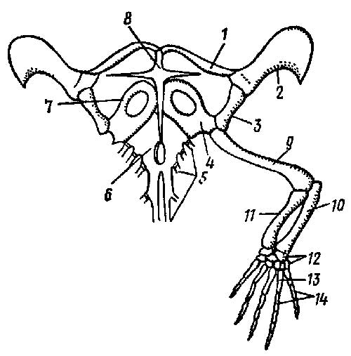 Плечевой пояс и передняя конечность ящерицы Lacerta